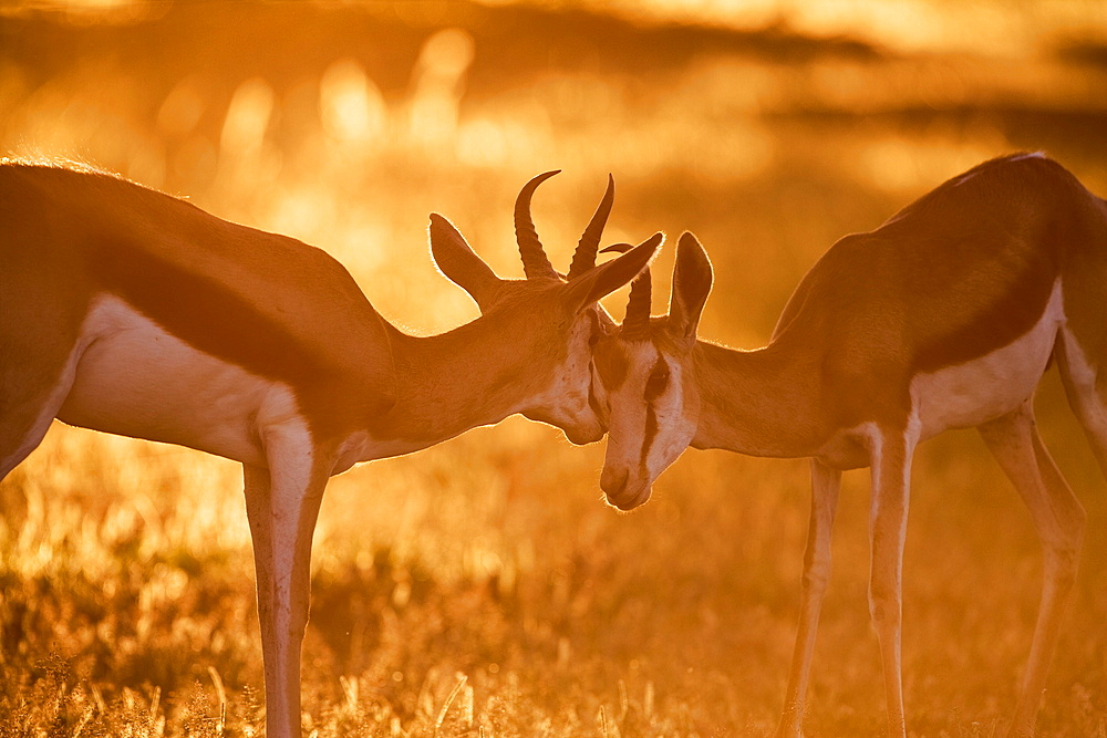 Springbok (Antidorcas marsupialis) sparring at sunset, Kgalagadi Transfrontier Park, Northern Cape, South Africa, Africa