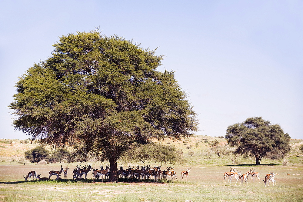 Herd of springbok (Antidorcas marsupialis), Kgalagadi Transfrontier Park, Northern Cape, South Africa, Africa