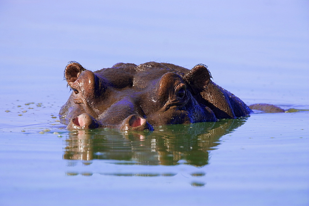 Hippo (Hippopotamus amphibius), submerged, Kruger National Park, South Africa, Africa