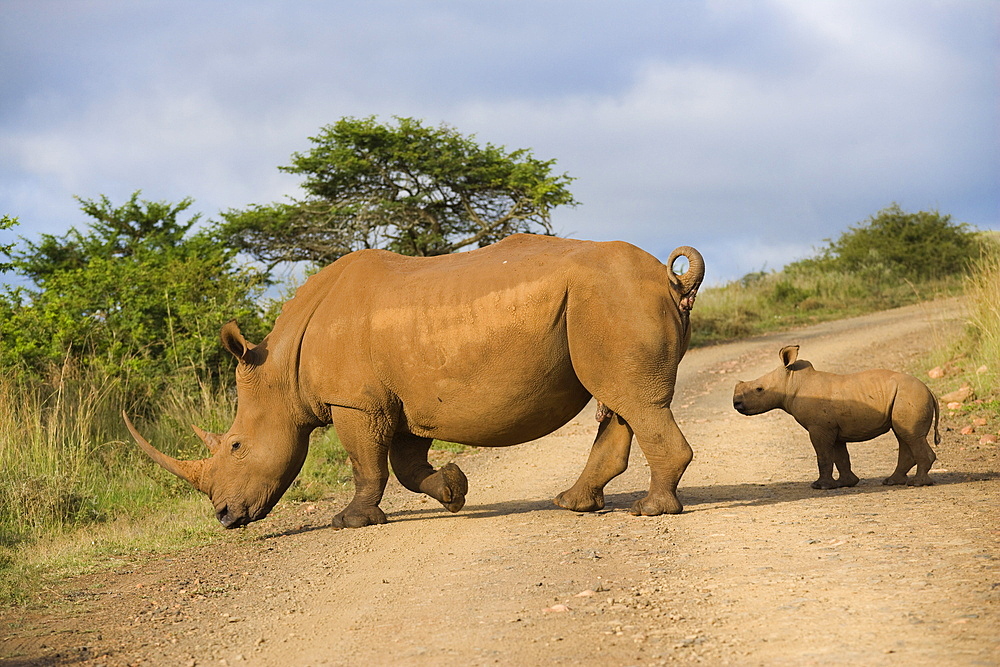 White rhino (Ceratotherium simum) and calf, Ithala Game Reserve, KwaZulu Natal, South Africa, Africa