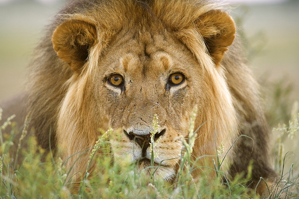 Lion (Panthera leo), Kgalagadi Transfrontier Park, Northern Cape, South Africa, Africa