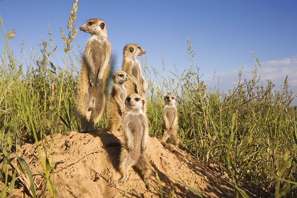 Group of meerkats (Suricata suricatta), Kalahari Meerkat Project, Van Zylsrus, Northern Cape, South Africa, Africa