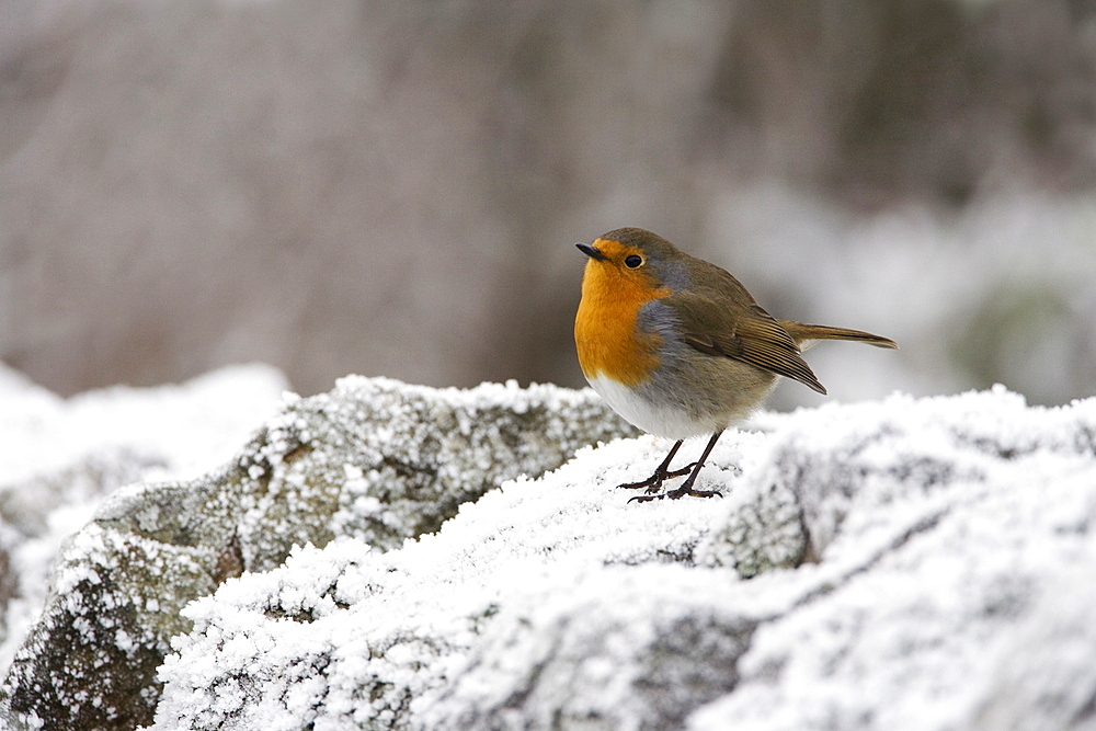 Robin (Erithacus rubecula) on frosty wall in winter, Northumberland, England, United Kingdom, Europe