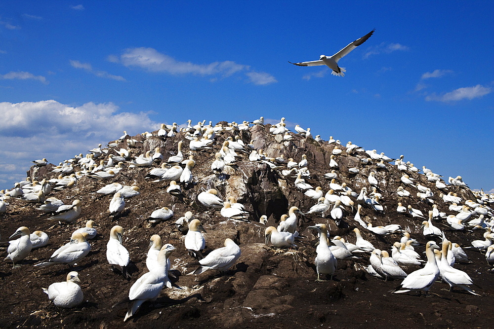 Gannets (Morus bassanus), Bass Rock, Scotland, United Kingdom, Europe