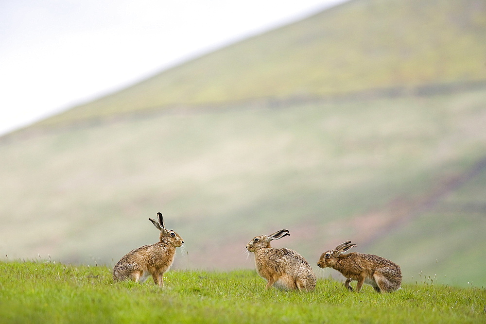 Brown hares (Lepus europaeus), Lower Fairsnape Farm, Bleasdale, Lancashire, England, United Kingdom, Europe