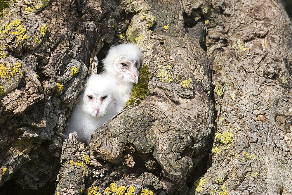 Barn owl (Tyto alba) chicks, captive, Cumbria, England, United Kingdom, Europe