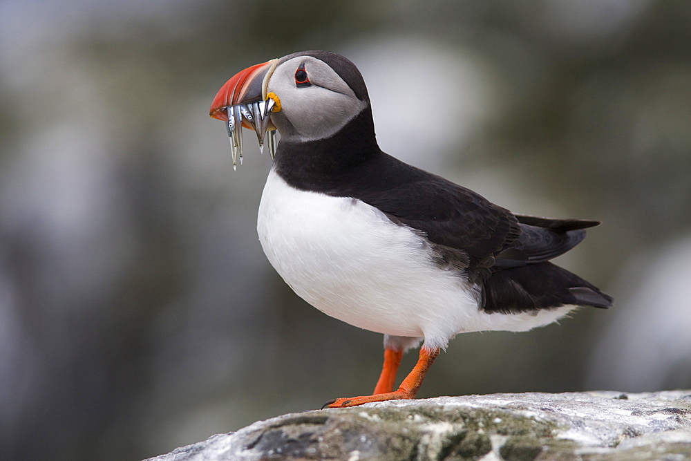 Puffin (Fratercula arctica), with sandeels, Farne Islands, Northumberland, England, United Kingdom, Europe