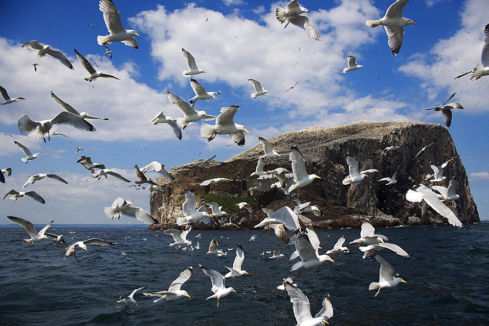 Herring gulls (Larus argentatus), following fishing boat with Bass Rock behind, Firth of Forth, Scotland, United Kingdom, Europe