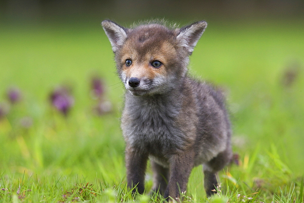 Red fox (Vulpes vulpes) cub, in wildflowers, captive, United Kingdom, Europe