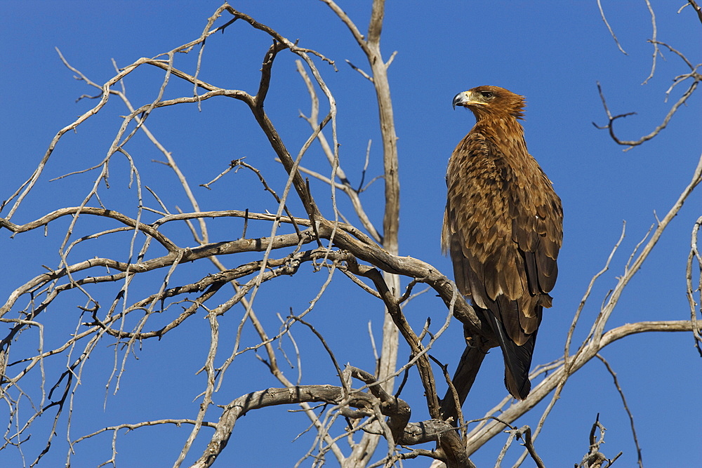 Tawny eagle (Aquila rapax), Kgalagadi Transfrontier Park, Northern Cape, South Africa, Africa