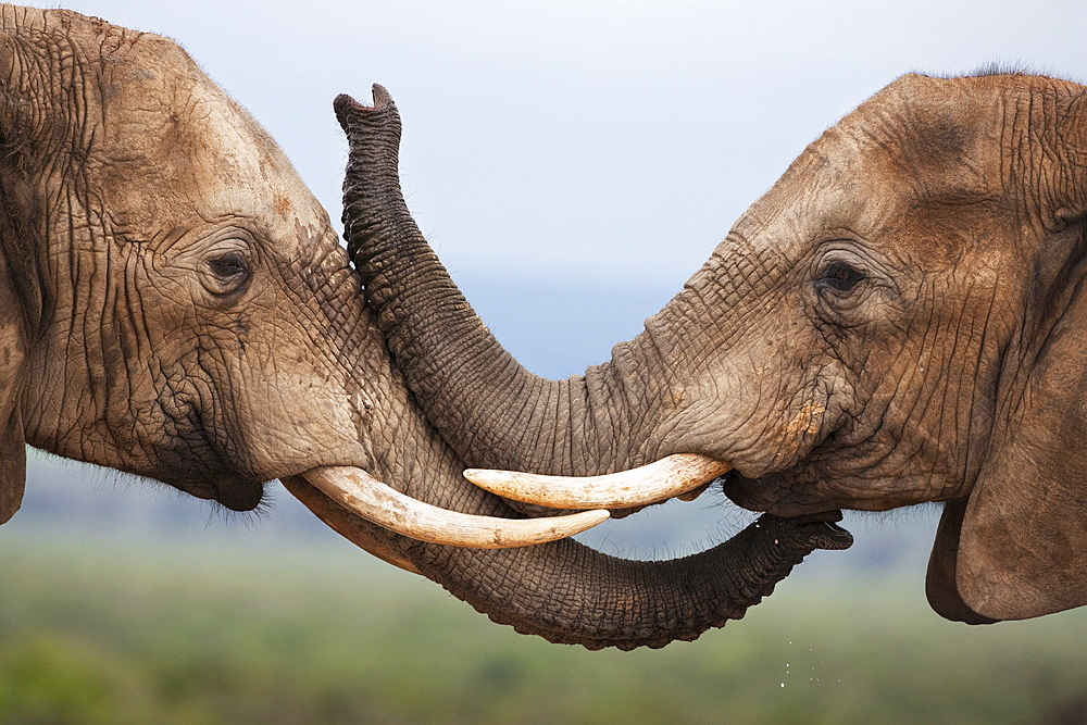 Elephants (Loxodonta africana), greeting, Addo National Park, South Africa, Africa