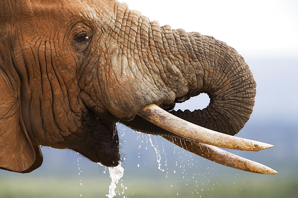 Bull elephant (Loxodonta africana), drinking, Addo Elephant National Park, Eastern Cape, South Africa, Africa