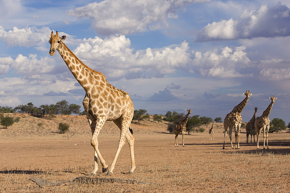 Giraffe (Giraffa camelopardalis), Kgalagadi Transfrontier Park, Northern Cape, South Africa, Africa