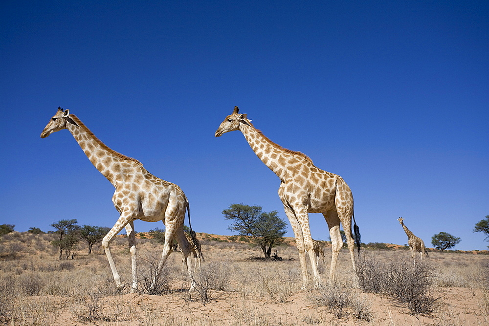 Giraffes (Giraffa camelopardalis), Kgalagadi Transfrontier Park, Northern Cape, South Africa, Africa