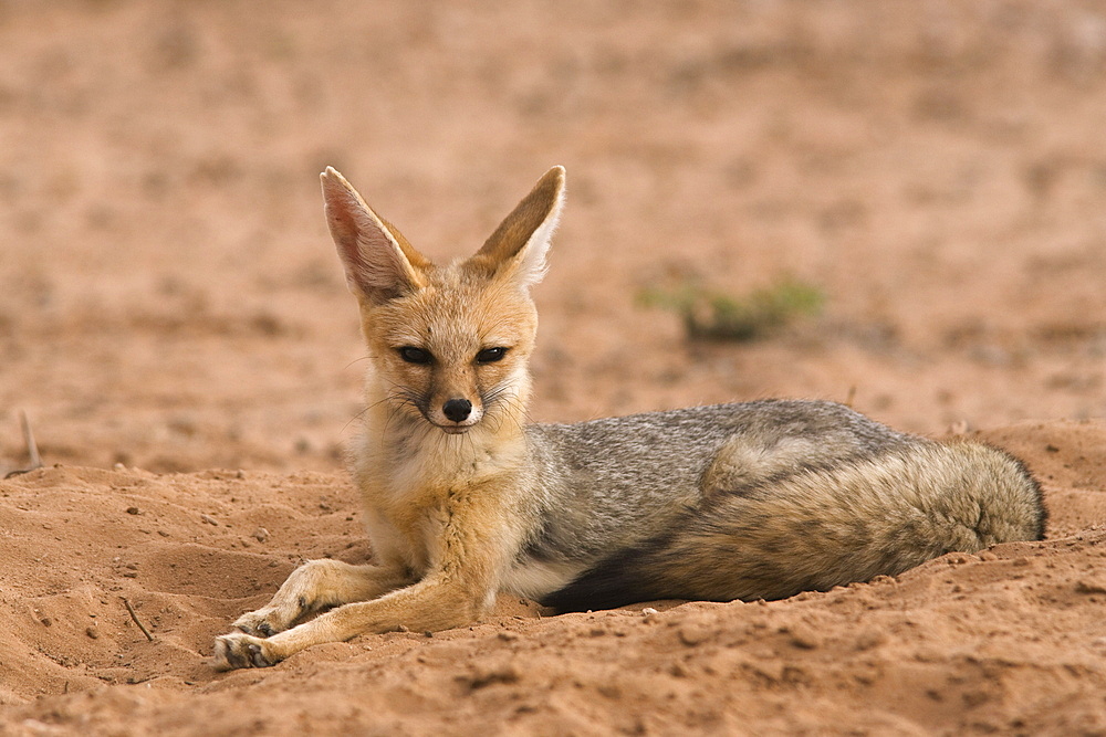 Cape fox (Vulpes chama), Kgalagadi Transfrontier Park, Northern Cape, South Africa, Africa