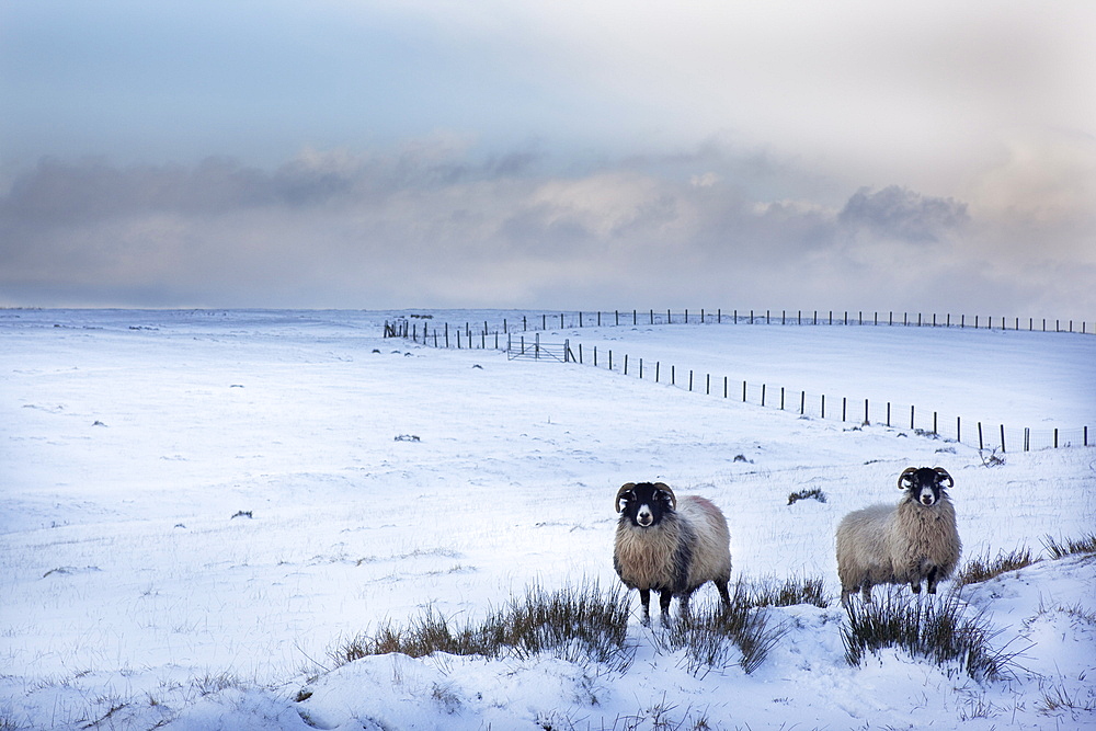 Northumberland blackface sheep in snow, Tarset, Hexham, Northumberland, United Kingdom, Europe