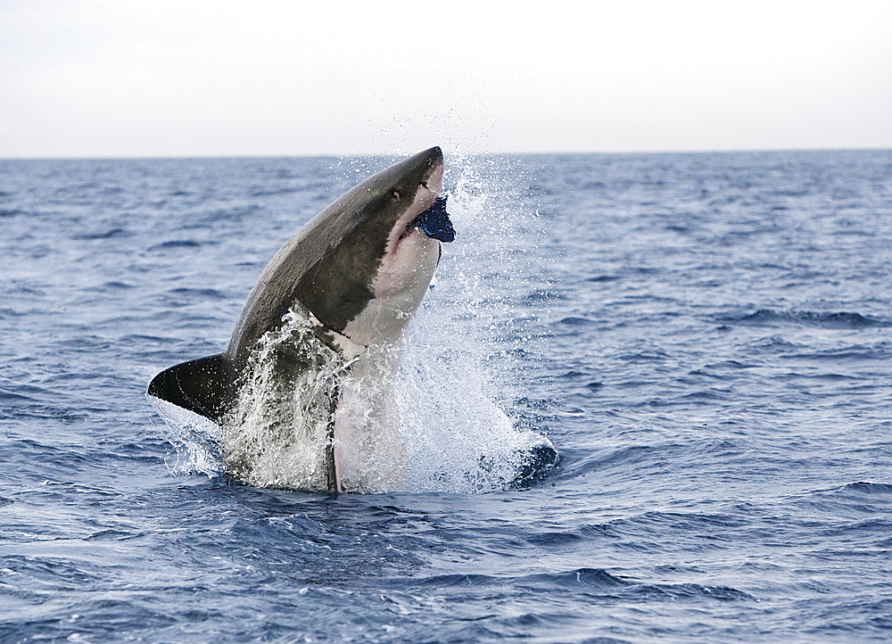 Great white shark (Carcharodon carcharias), breaching to decoy, Seal Island, False Bay, Cape Town, South Africa, Africa