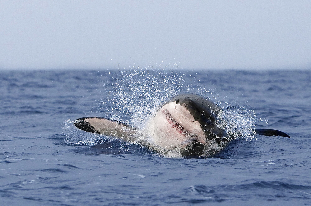 Great white shark (Carcharodon carcharias), breaching, Seal Island, False Bay, Cape Town, South Africa, Africa