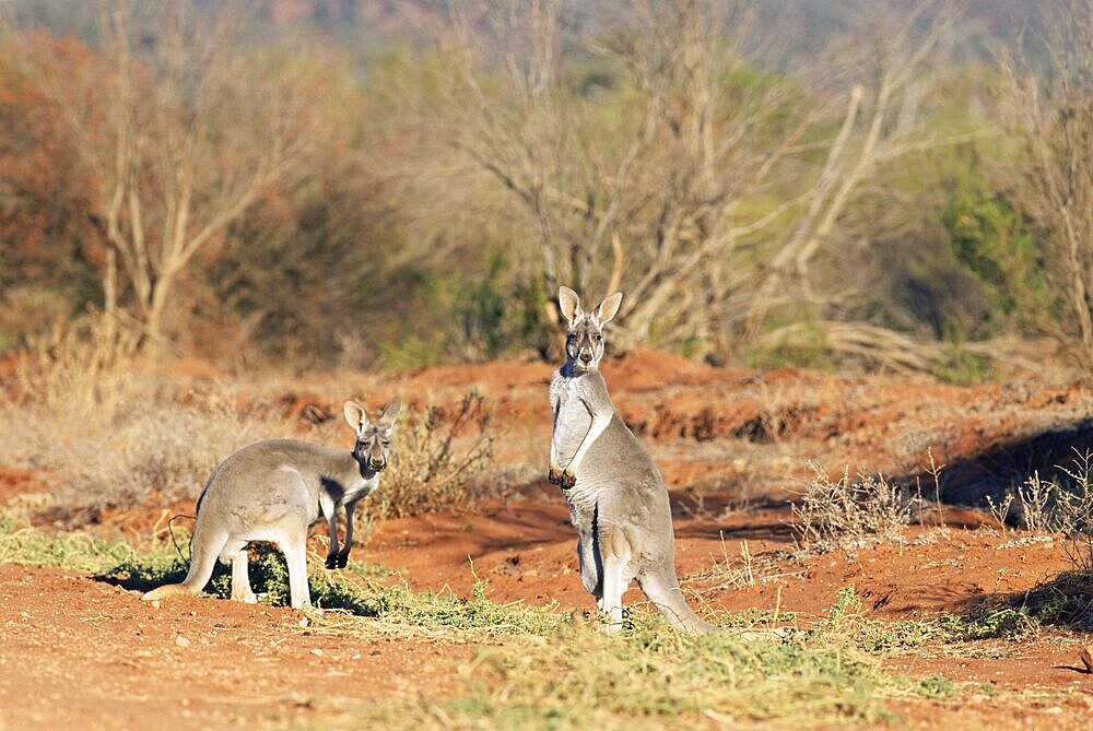 Two red kangaroos, Macropus rufus, Mootwingee National Park, New South Wales, Australia, Pacific