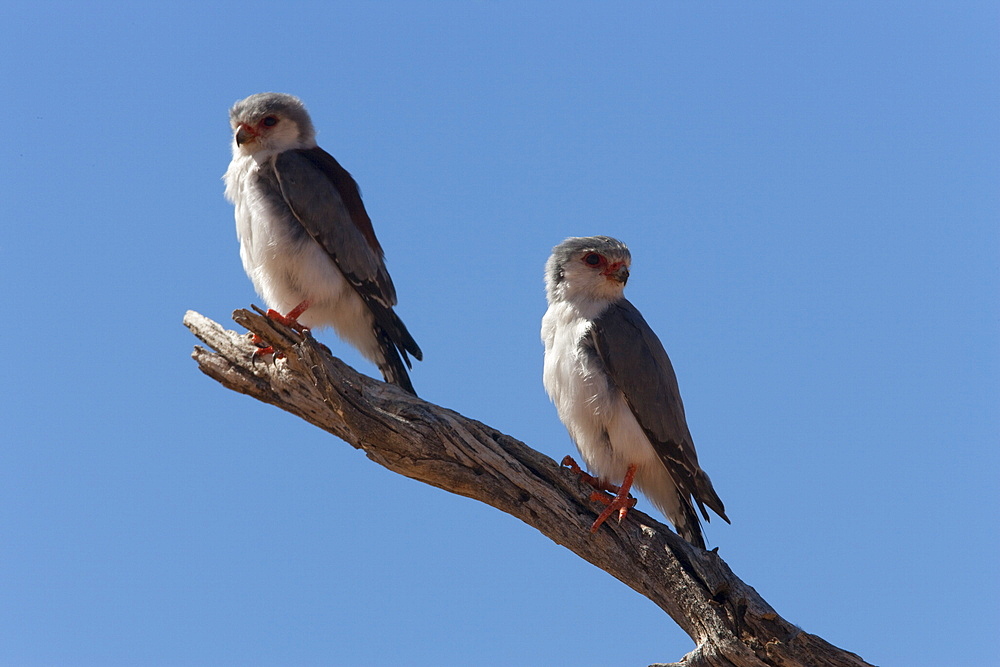 Pygmy falcon pair (Polihierax semitorquatus), Kgalagadi Transfrontier Park, Northern Cape, South Africa, Africa