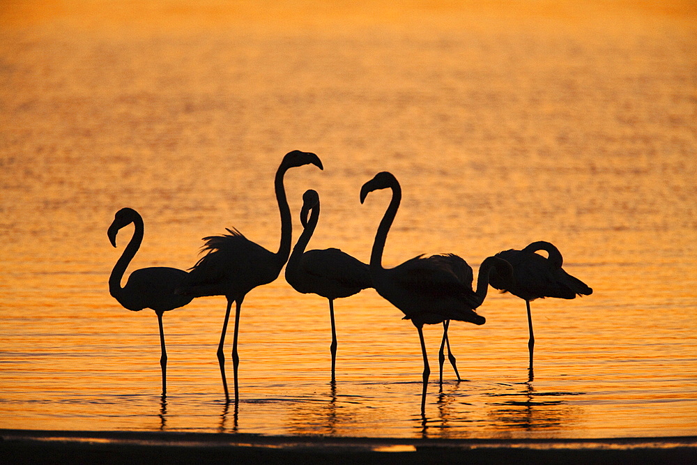 Greater flamingoes (Phoenicopterus ruber), at dusk, Walvis Bay lagoon, Namibia, Africa