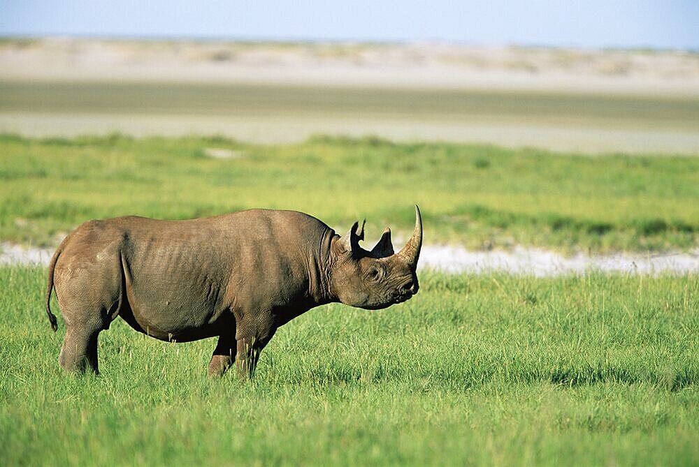 Black rhinoceros (rhino), Diceros bicomis bicomis, Etosha National Park, Namibia, Africa