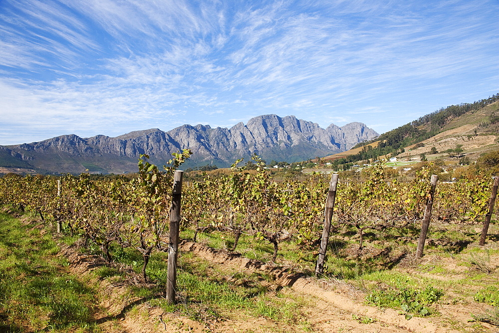 Franschoek, Cape winelands, Western Cape, South Africa, Africa