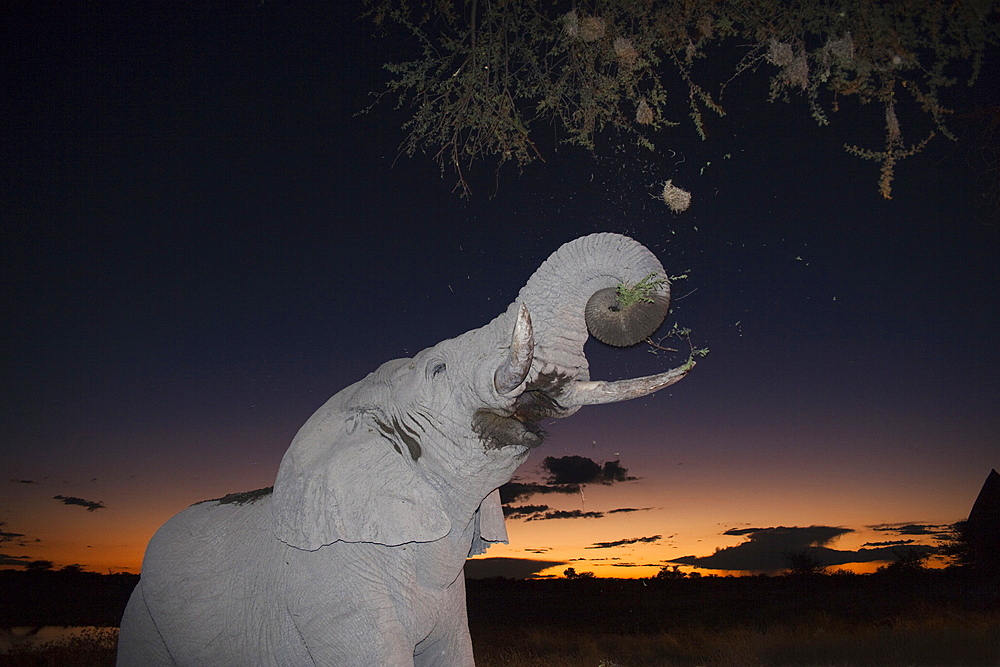 African elephant (Loxodonta africana), browsing at dusk, Okaukuejo waterhole, Etosha National Park, Namibia, Africa