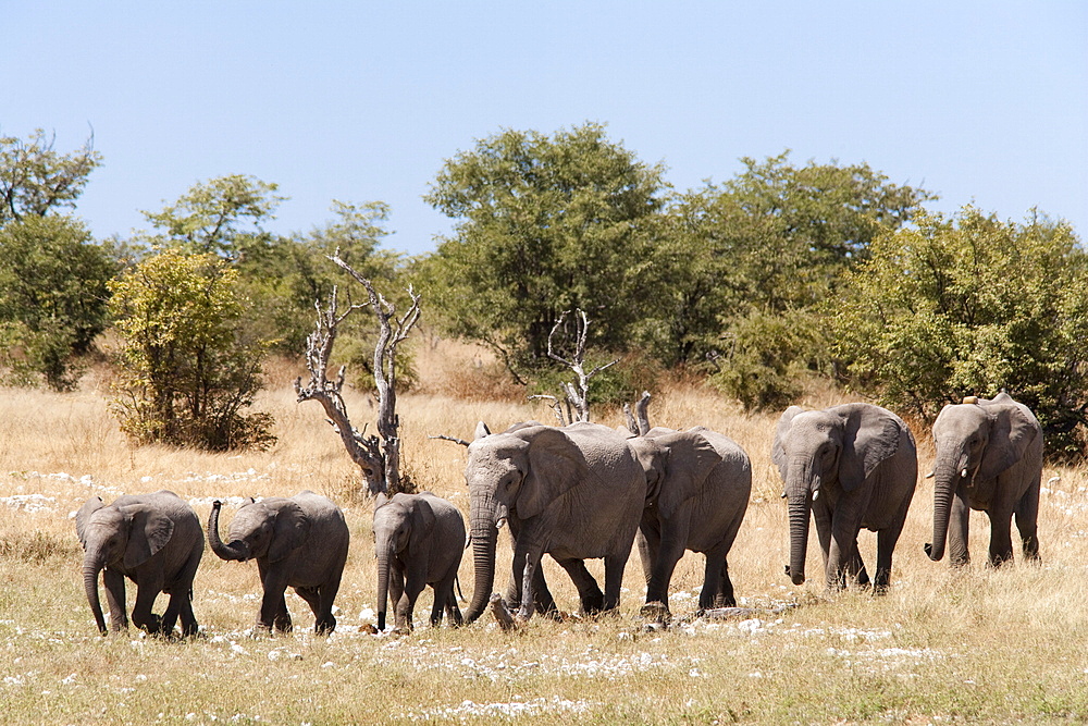 African elephants (Loxodonta africana), Etosha National Park, Namibia, Africa