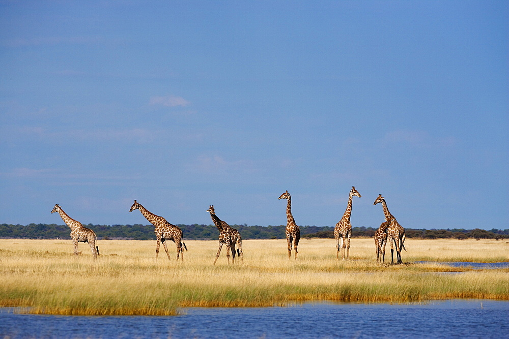 Giraffes (Giraffa camelopardalis), Etosha National Park, Namibia, Africa