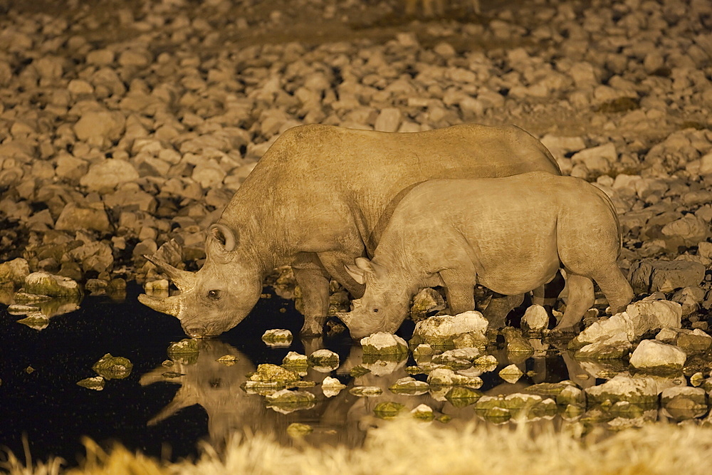 Black rhino (Diceros bicornis), cow and calf, drinking at night, Okaukuejo waterhole, Etosha National Park, Namibia, Africa