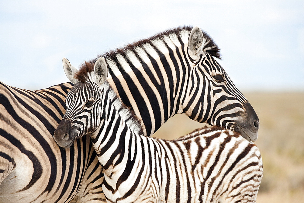 Burchell's zebra (Equus burchelli), with foal, Etosha National Park, Namibia, Africa