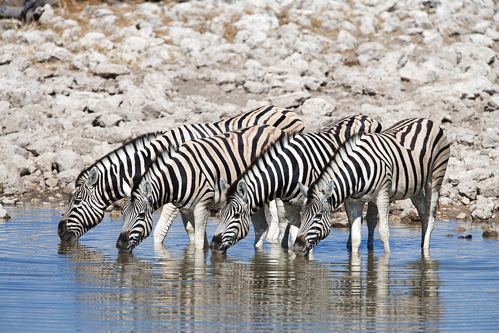 Burchell's (plains) zebra (Equus burchelli), at waterhole, Etosha National Park, Namibia, Africa