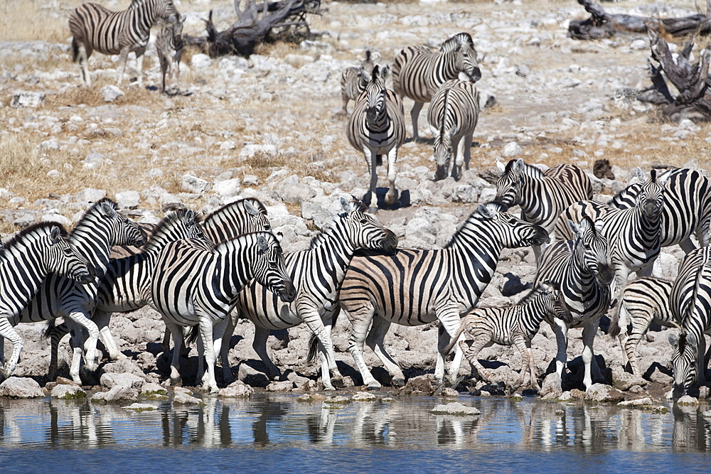 Burchell's (plains) zebra (Equus burchelli), at waterhole, Etosha National Park, Namibia, Africa