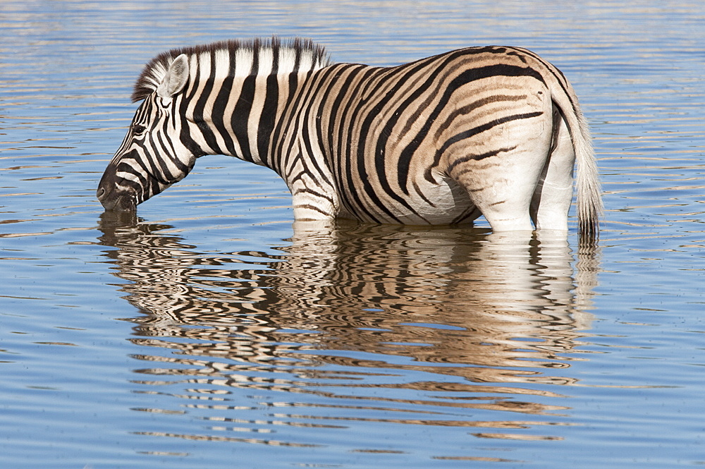 Burchell's (plains) zebra (Equus burchelli), at waterhole, Etosha National Park, Namibia, Africa