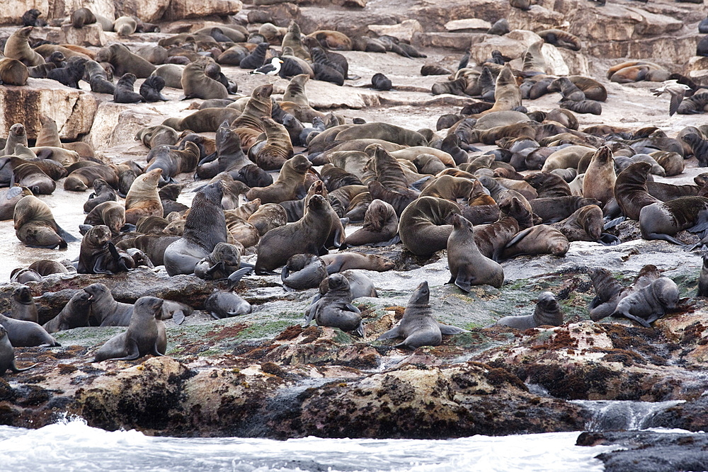 South African (Cape) fur seals (Arctocephalus pusillus pusillus), Seal Island, False Bay, Western Cape, South Africa, Africa