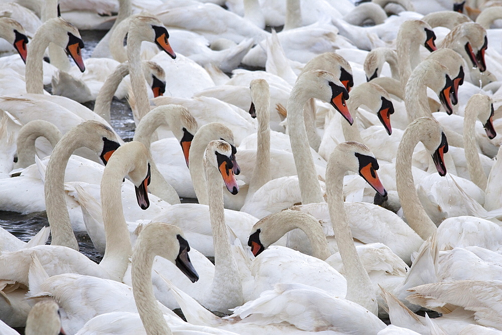 Mute swans (Cygnus olor), Abbotsbury Swannery, Dorset, England, United Kingdom, Europe