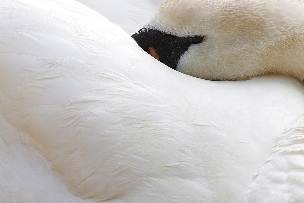 Mute swan (Cygnus olor), resting, Abbotsbury Swannery, Dorset, England, United Kingdom, Europe