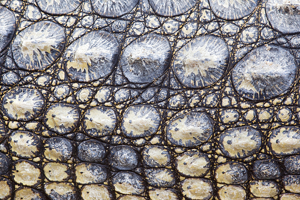 Close-up of Nile crocodile (Crocodylus niloticus), Kruger National Park, South Africa, Africa