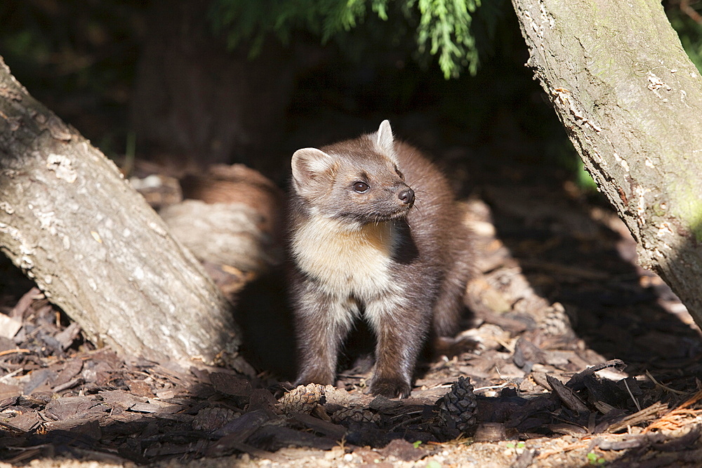 Pine marten (Martes martes) female in captivity, United Kingdom, Europe