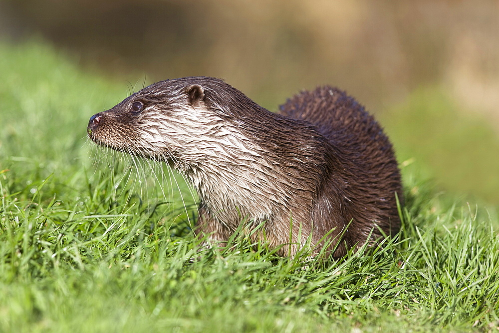 Otter (Lutra lutra) in captivity, United Kingdom, Europe