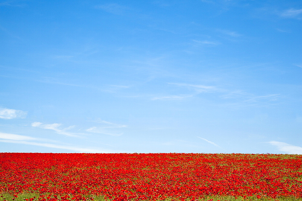 Field of poppies (Papaver hoeas), near Barrasford, Northumberland, England, United Kingdom, Europe