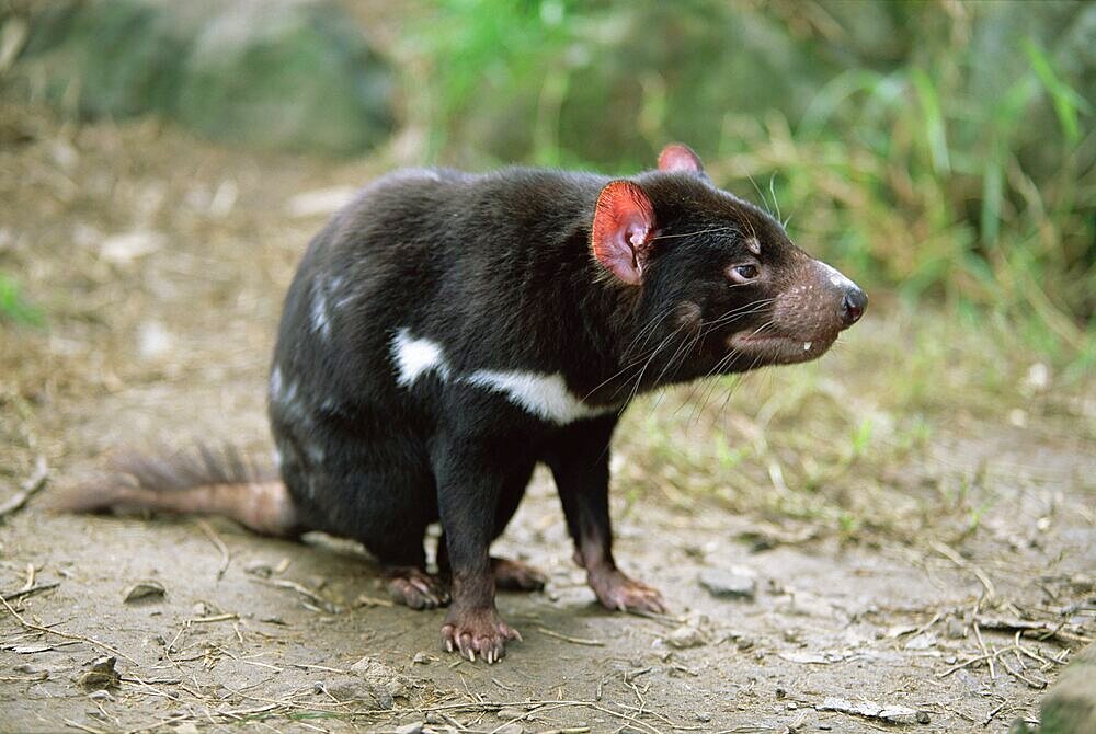 Tasmanian devil, Sarcophilus harrisii, in captivity, Australia, Pacific