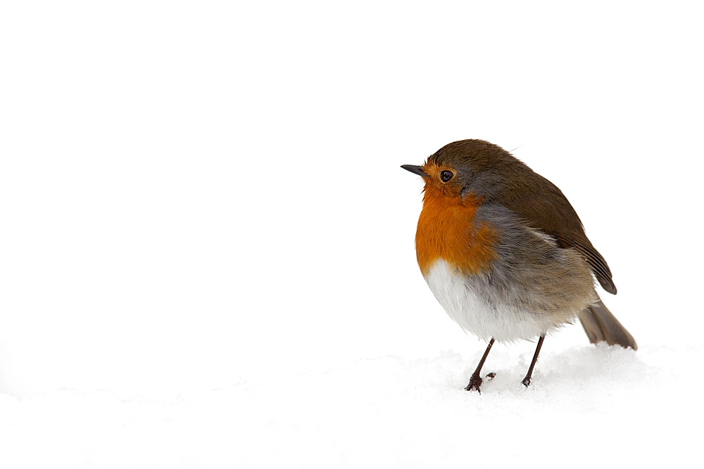 Robin (Erithacus rubecula), in snow, United Kingdom, Europe