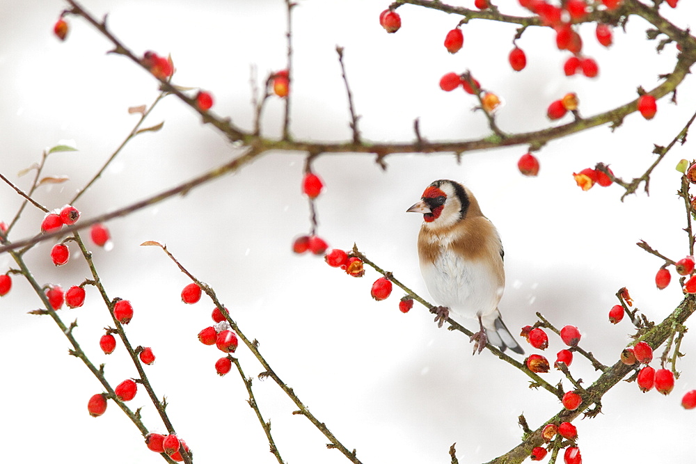 Goldfinch (Carduelis carduelis) in winter, Northumberland, England, United Kingdom, Europe