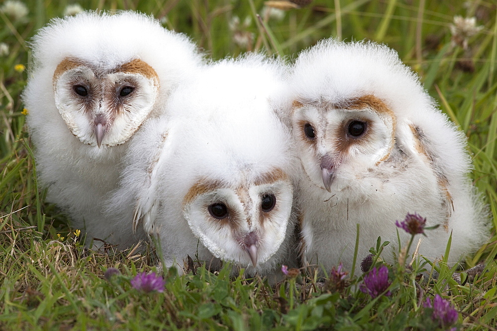 Barn owl (Tyto alba) chicks in captivity, Cumbria, England, United Kingdom, Europe