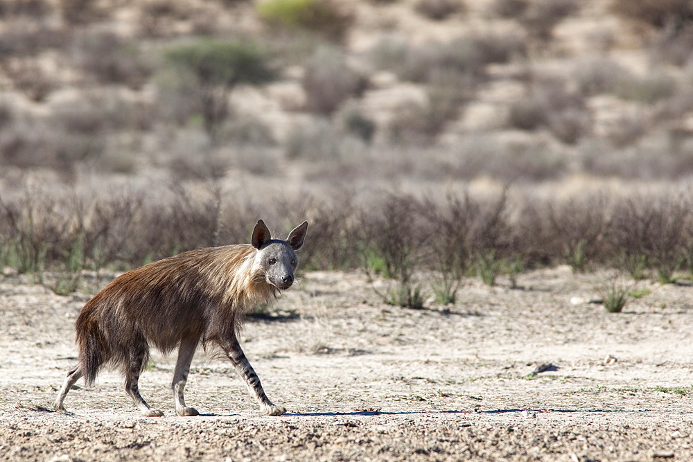 Brown hyena (Hyaena brunnea), Kgalagadi Transfrontier National Park, Northern Cape, South Africa, Africa