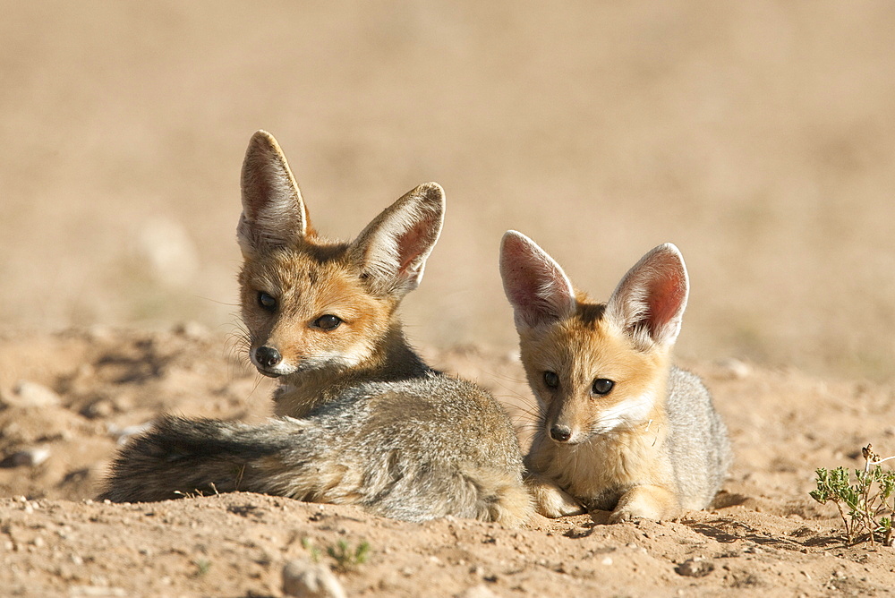 Cape fox (Vulpes chama) cubs, Kgalagadi Transfrontier Park, Northern Cape, South Africa, Africa