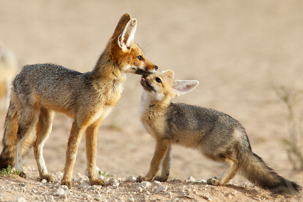 Cape fox with cub (Vulpes chama), Kgalagadi Transfrontier Park, Northern Cape, South Africa, Africa