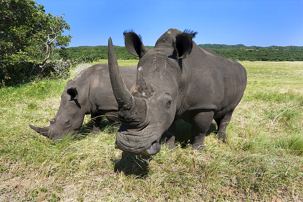 White rhinos (Ceratotherium simum), Isimangaliso Wetland Park, KwaZulu Natal, South Africa, Africa